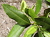 keirkei